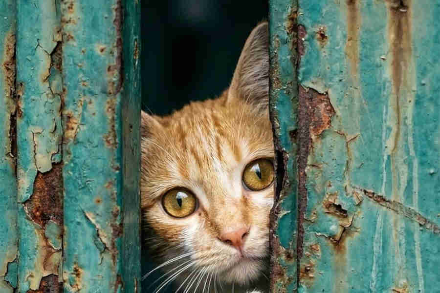 cat-peeking-door